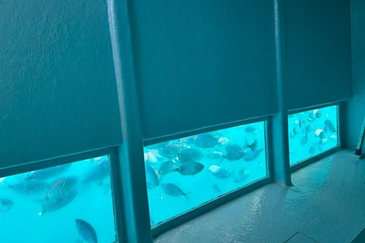From Roses: New 6 Meters Slide: Sun & Cocktail & Submarine Vision