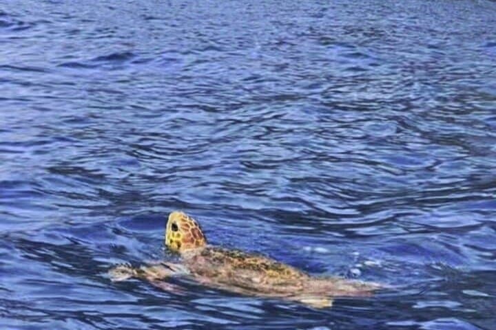 Kayak & snorkel in Los Cristianos