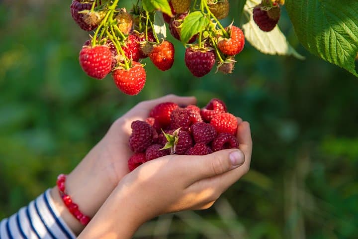 Red fruit harvesting at Finca Las Madreselvas