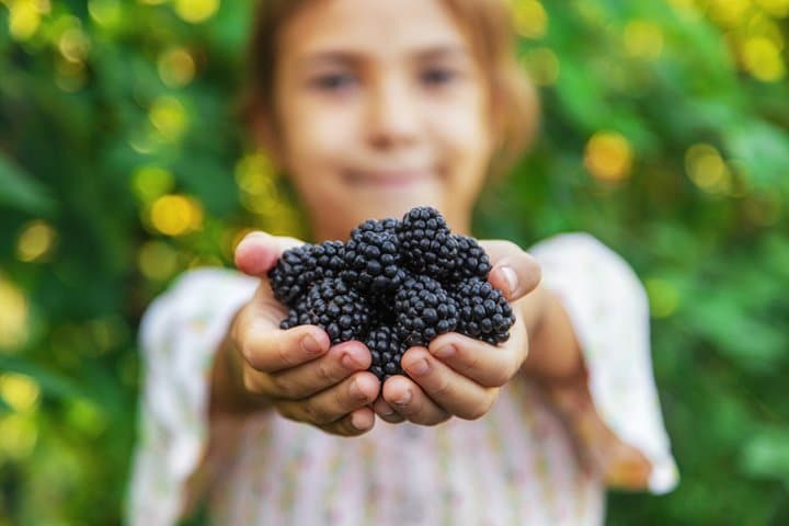 Red fruit harvesting at Finca Las Madreselvas