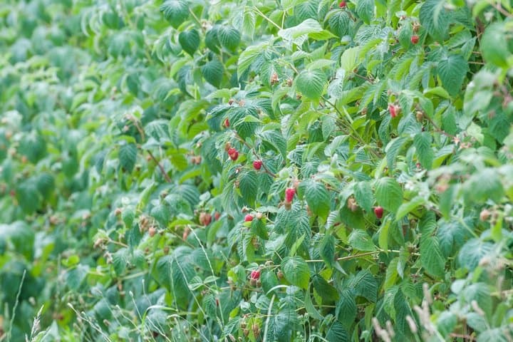 Red fruit harvesting at Finca Las Madreselvas