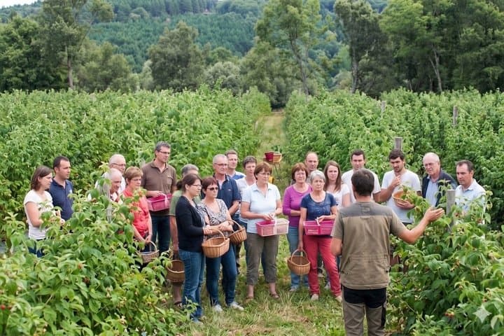 Red fruit harvesting at Finca Las Madreselvas