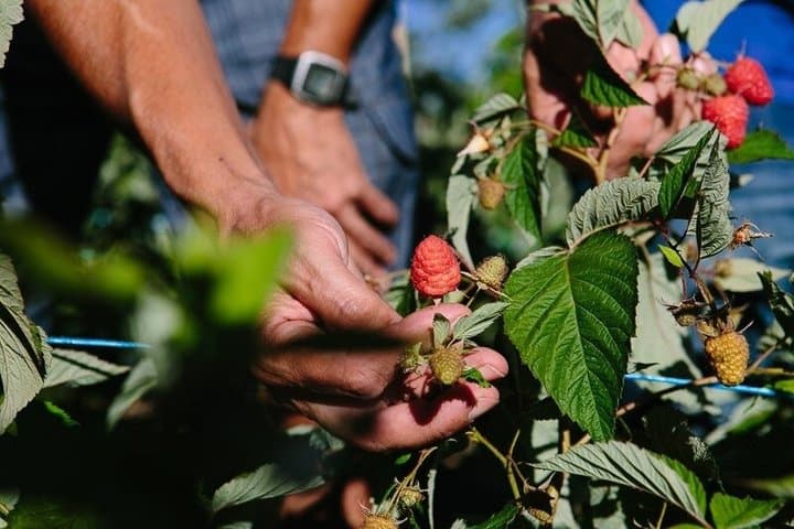 Red fruit harvesting at Finca Las Madreselvas