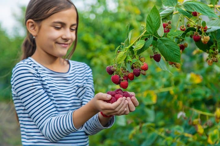 Red fruit harvesting at Finca Las Madreselvas