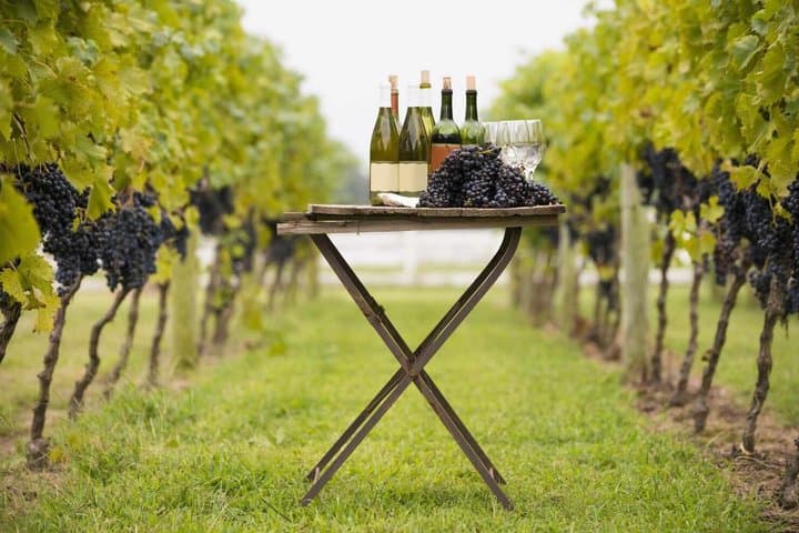 Guided Tour of Dominion D'Echauz Wine Tour Small Group