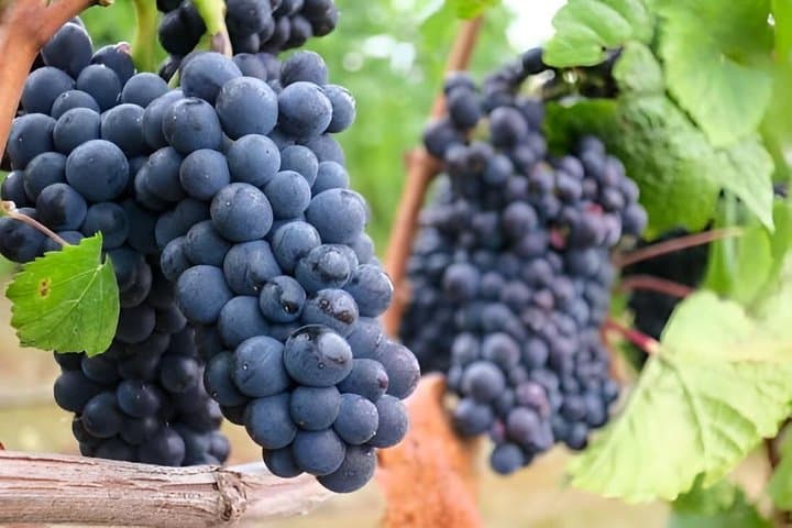 Guided Tour of Dominion D'Echauz Wine Tour Small Group