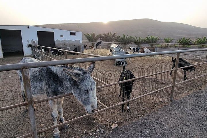 Cheese Making Workshop in Fuerteventura with Breakfast