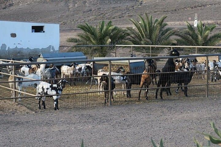 Cheese Making Workshop in Fuerteventura with Breakfast