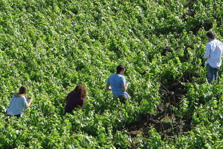 Enjoy local wines known worldwide for centuries
