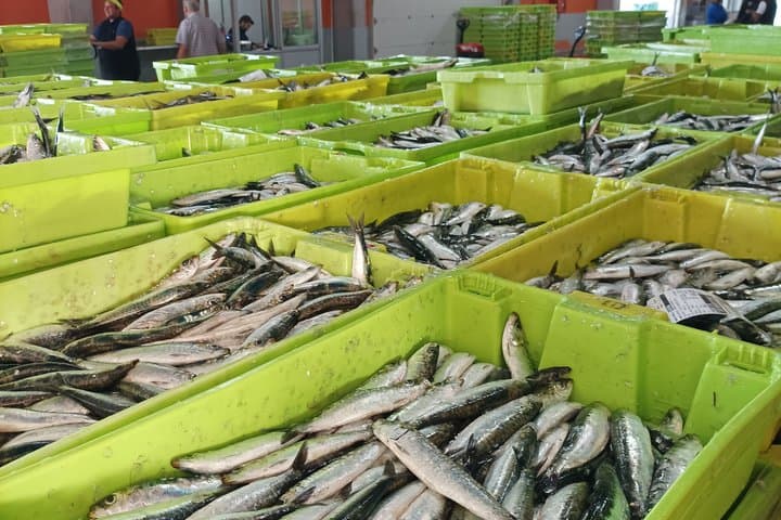 Tour of the Santoña marinera and its fishing port with tasting