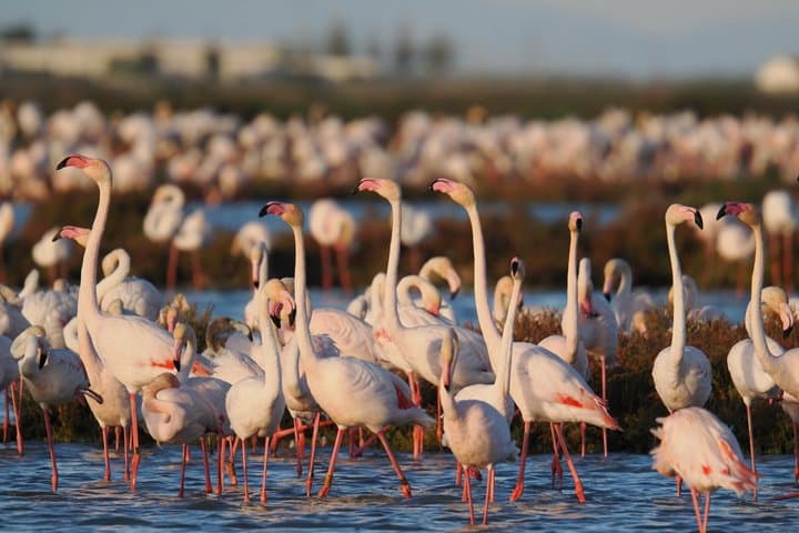 Rice and Flamenco Tour in the Ebro Delta