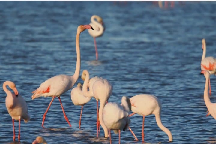 Rice and Flamenco Tour in the Ebro Delta