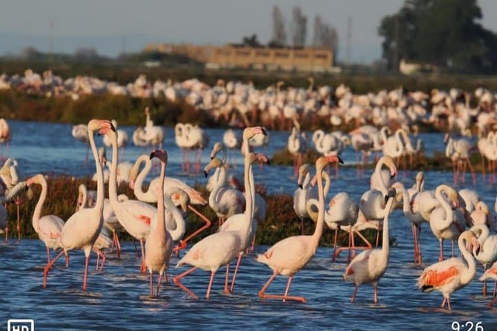 Rice and Flamenco Tour in the Ebro Delta