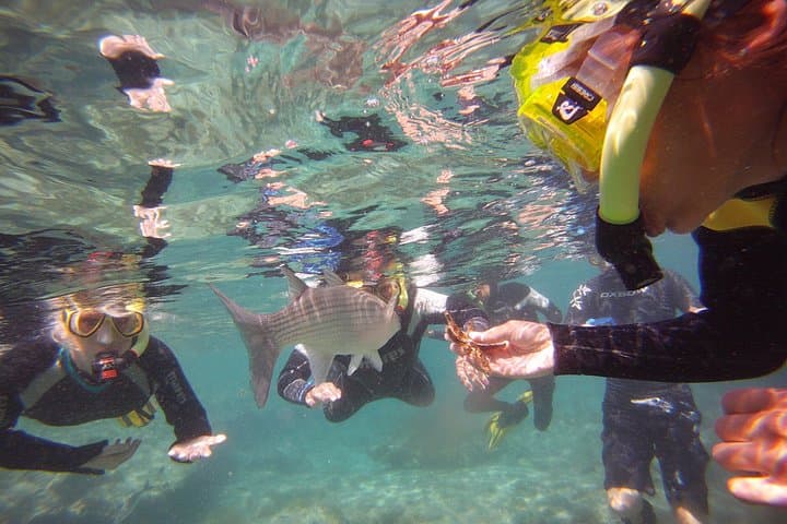 Get Wet Snorkeling Tour to Isla de Lobos from Corralejo