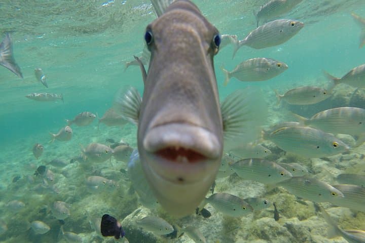 Get Wet Snorkeling Tour to Isla de Lobos from Corralejo