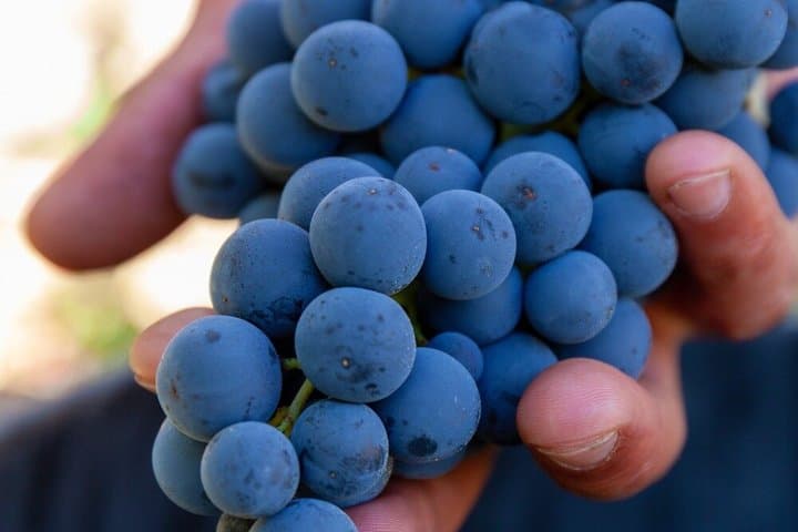 Wine Tasting Tour in Aranda de Duero