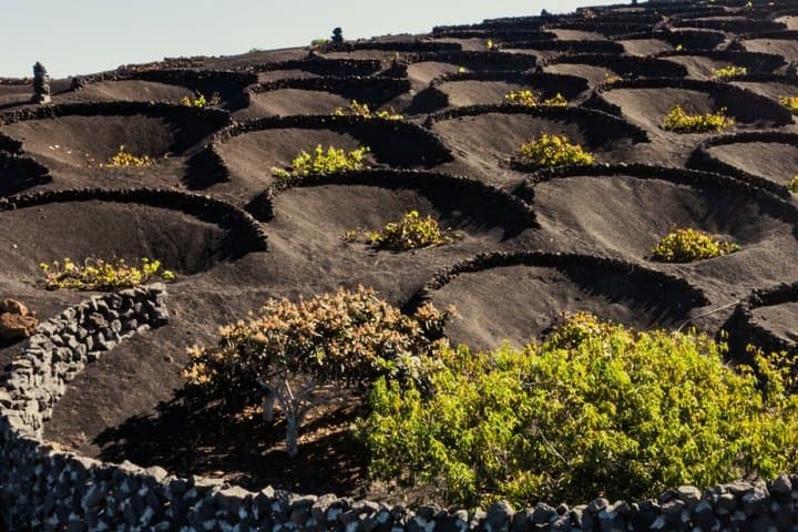 Lanzarote Volcano and Wine Region Tour from Fuerteventura