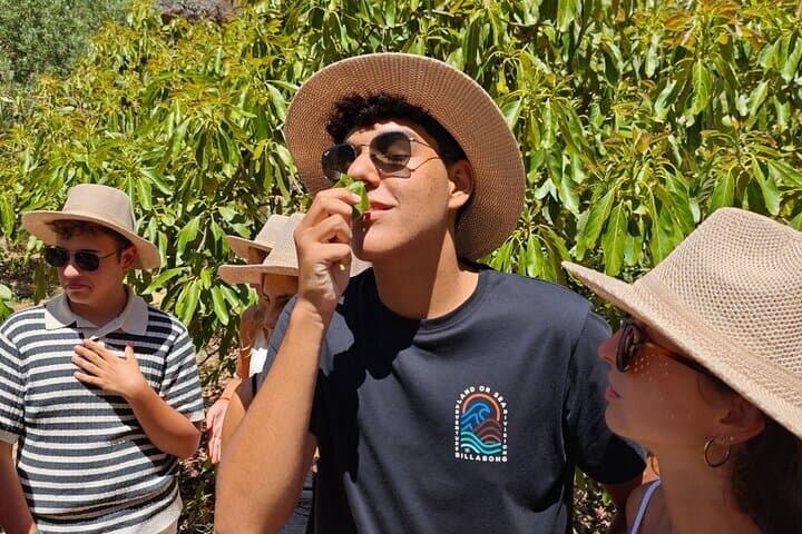 Authentic Avocado Farm Tour Local Food Experience in Santa Cruz