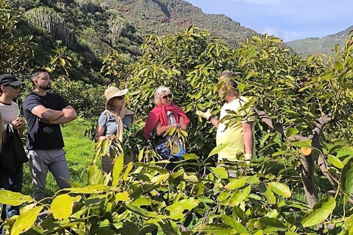 Authentic Avocado Farm Tour Local Food Experience in Santa Cruz
