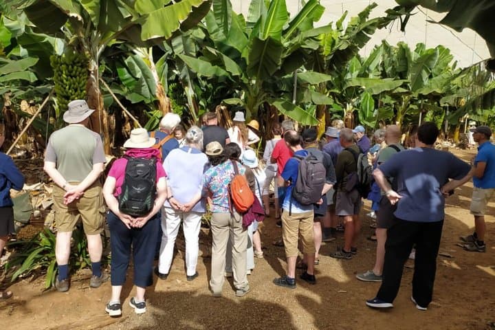 Canary Islands Wine and Banana Plantation Tour Tenerife