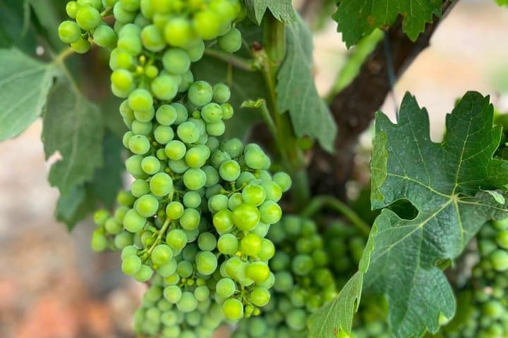 Bodegas Olimarum Winery Premium Wine Tasting