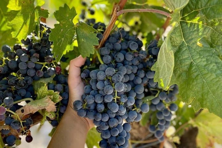 Bodegas Olimarum Winery Premium Wine Tasting