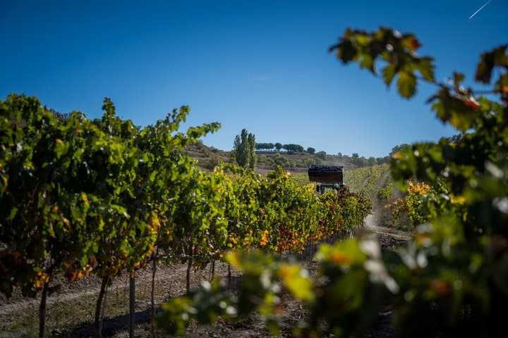 Bodegas Olimarum Winery Premium Wine Tasting