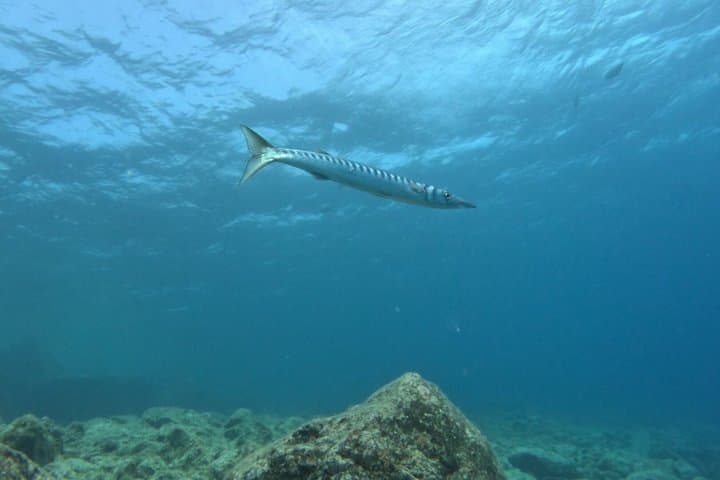 Playa Blanca Scuba Diving for Beginners with Free Videos