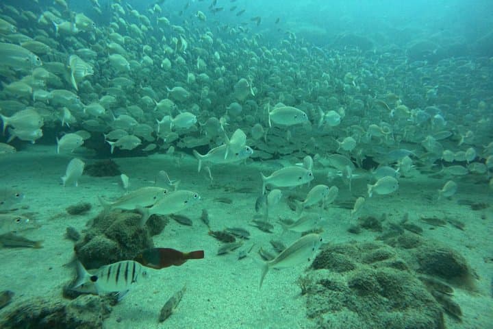 Playa Blanca Scuba Diving for Beginners with Free Videos