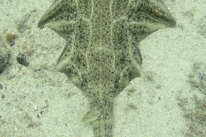 Playa Blanca Discover Scuba Diving at Flamingo Beach free videos
