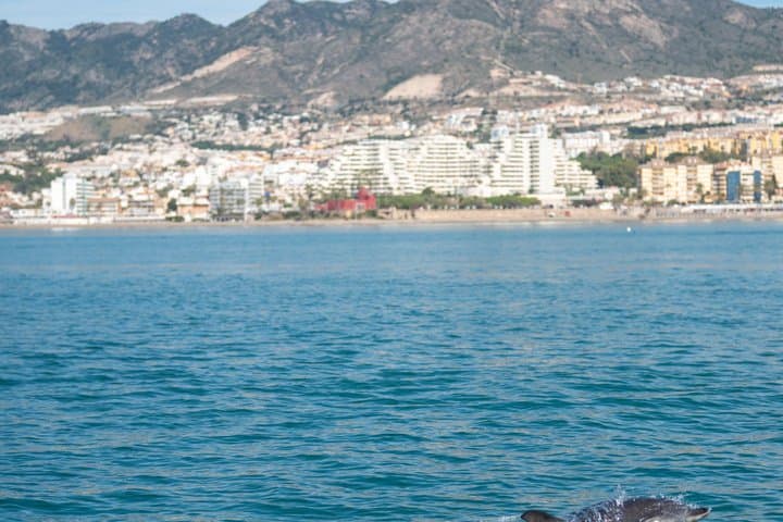 Private tour Catamaran Benalmádena: Dolphins, Cava & Fishing