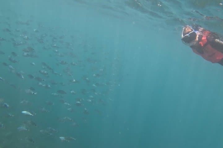 Playa Blanca Snorkeling Experience with Transportation