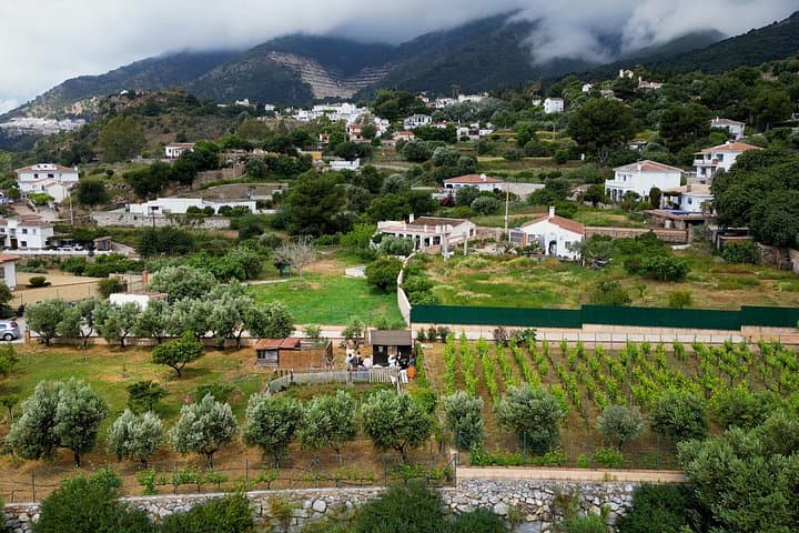 Near Malaga: Mijas Organic Vineyard, 5 Wines, 2 Oils & Tapas