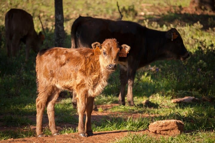 Visita Entre Toros y Caballos