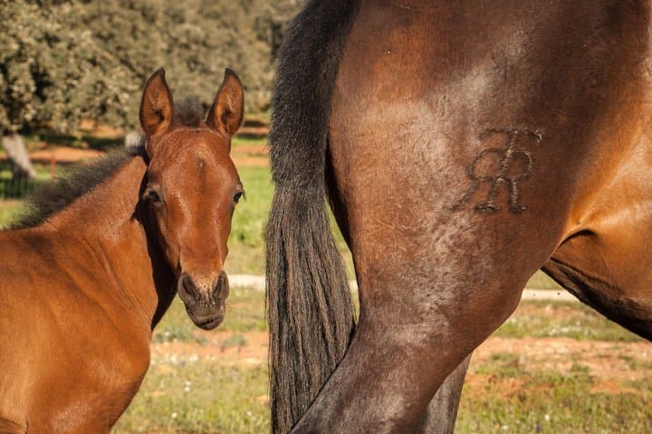 Visita Entre Toros y Caballos