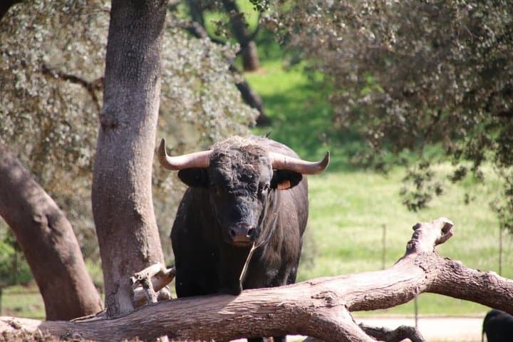 Visita Entre Toros y Caballos