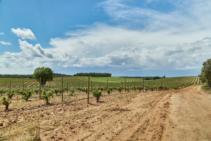 Visit and Tasting of Ribera del Duero Exclusive Winery in a Forest