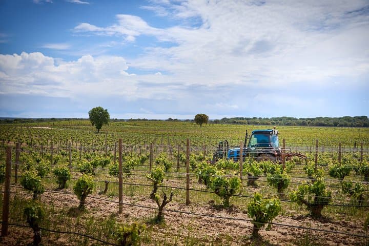 Picnic Experience in the Forest Winery Visit