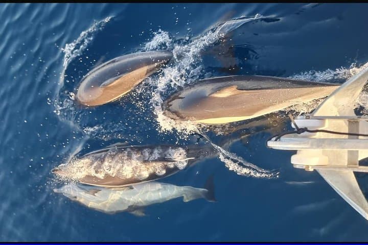 Marbella: Shared Sailing Trip with Dolphin Watching