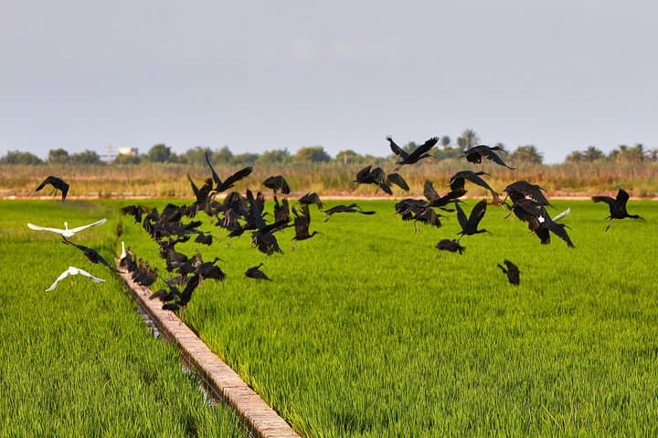 Albufera Natural Park Tour from Valencia: Boat Ride & Local Guide