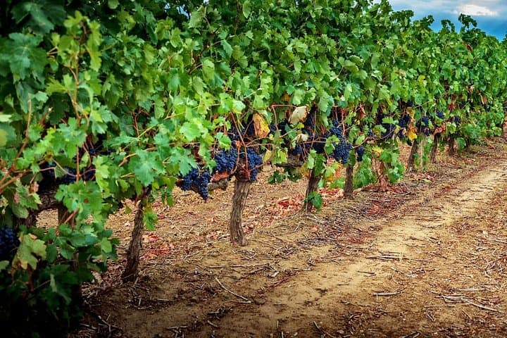 Wine Tour of Spain from Barcelona to Bilbao 3 days