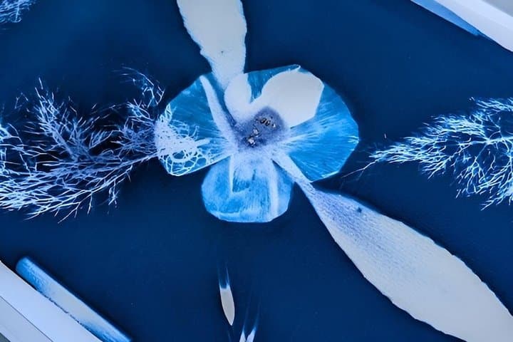 Cyanotype Nature Experience