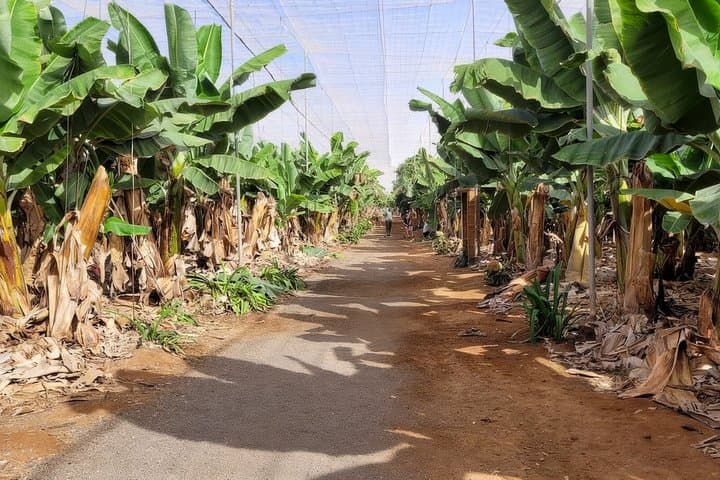 Aventura en Buggy por Tenerife: Costa Sur y Finca de Plátanos