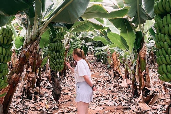 Aventura en Buggy por Tenerife: Costa Sur y Finca de Plátanos