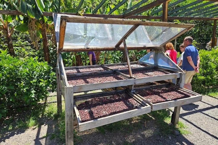 Gran Canaria:Agaete Coffee Plantation, Wine Tasting & Garden Tour