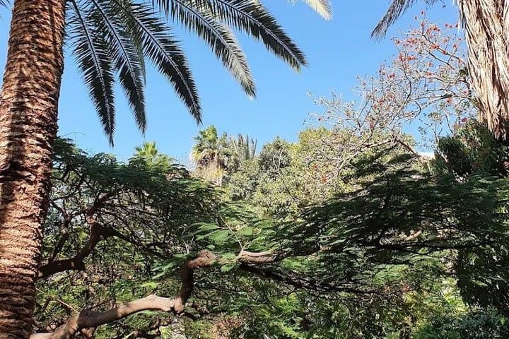 Gran Canaria:Agaete Coffee Plantation, Wine Tasting & Garden Tour