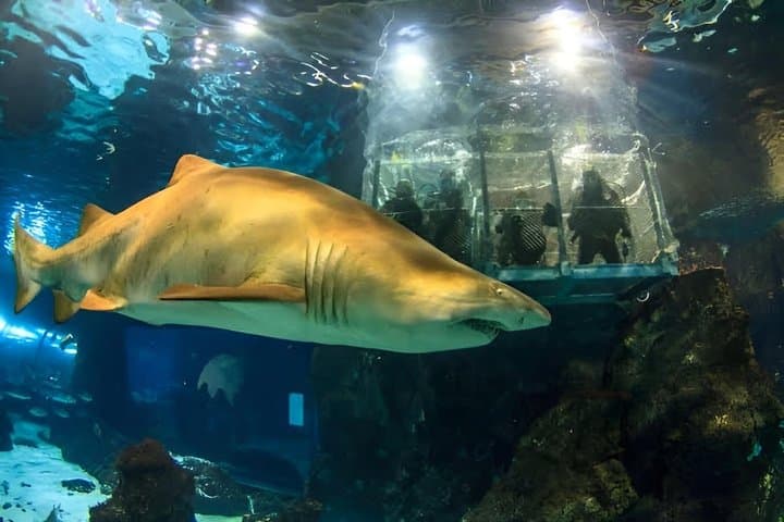 Skip the Line Barcelona Aquarium Admission Ticket