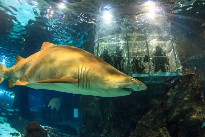 Barcelona Aquarium Skip-the-Line Tickets
