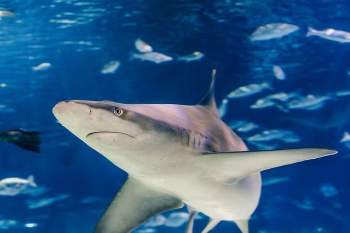 Barcelona Aquarium Skip-the-Line Tickets