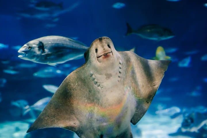Barcelona Aquarium Skip-the-Line Tickets